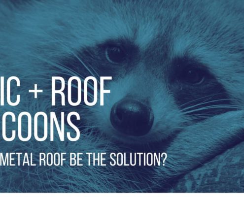 Raccoons in Roof Toronto and GTA
