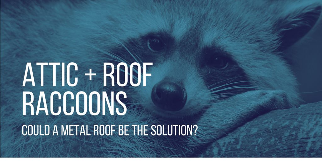Raccoons in Roof Toronto and GTA